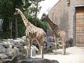 Giraffa camelopardalis -Roger Williams Park Zoo, USA-8a