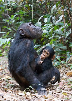 Chimpanzee female with baby chimp