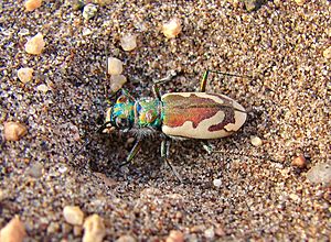 Great Sand Dunes Tiger Beetle, 2015 (18684781963)