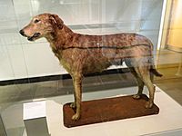Irish Wolfhound - Ulster Museum