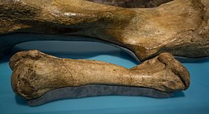 Pygmy mammoth humerus - Cleveland Museum of Natural History - 2014-12-26