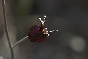 Streptanthus niger.jpg