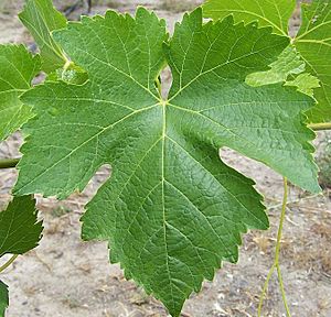 Syrah leaf
