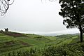 Tea Plantation Agriculture in Meghalaya India on the way to Shillong