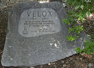 Velox (polar bear) memorial marker