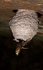 Common wasp, Queen and nest