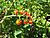 Lycopersicon pimpinellifolium1.jpg