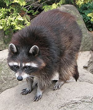 Raccoon (Procyon lotor) 1