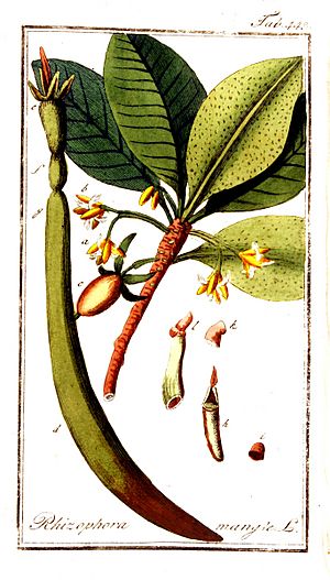 Rhizophora mangle00.jpg