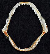 Rhizoprionodon terraenovae jaws