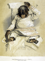Drawing of an orangutan wearing clothing