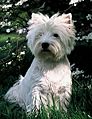 West Highland White Terrier-2