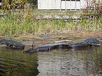 Alligators au refuge national d'Okefenokee.JPG