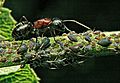 Ant guards its Aphids
