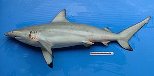 Carcharhinus amblyrhynchoides phuket.JPG