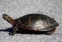 Midland painted turtle standing on tarmac, with neck extended