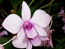Dendrobium bigibbum Orchi 6039