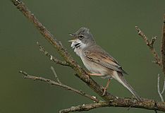 Flickr - Rainbirder - Common Whitethroat (Sylvia communis).jpg