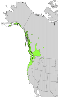Salix sitchensis range map