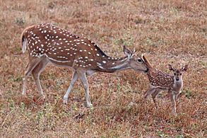 Spotted deer (Axis axis) mother with newborn