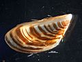 Zebra mussel (8741971412)