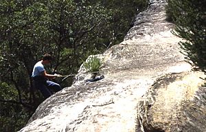 Abseiling in bush near Cliff Avenue, North Wahroonga, New South Wales, Sydney - Wiki0147