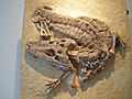 Alligator prenasalis