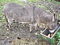 Donkey eating