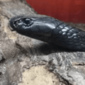 Egyptian Cobra (Ouraeus) - Head