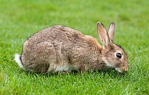 European Rabbit, Lake District, UK - August 2011