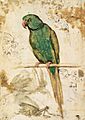 Giovanni Da Udine - Study of a Parrot - WGA09429