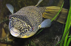 Goldringel-Kugelfisch