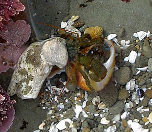 Hermit crab fighting for a new shell