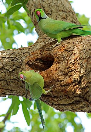 Male and female parakeet 1