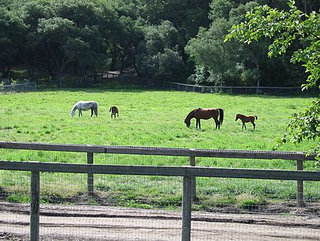 Mares and Foals at Varian Arabians (555302718)