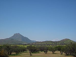 Matorral Cerro Aconcagua