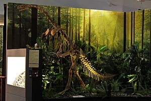 NDM Exhibit - Plateosaurus