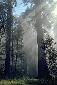 Redwood light