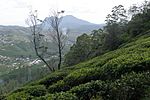 Sri Lanka, Tea plantations, Nuwara Eliya