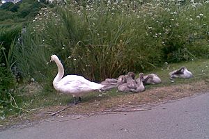 Swanpool-Swan-family
