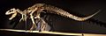 Tarbosaurus baatar skeleton