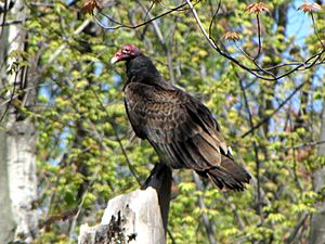 Turkey Vulture, Ottawa