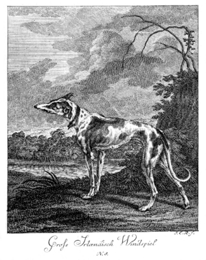 „Groſs Irlændisch Windspiel“ “Large Irish Greyhound”