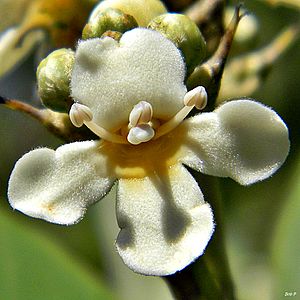 Black Mangrove (Avicennia germinans) (7270558948)