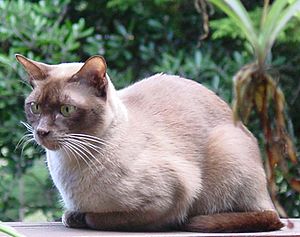 Burmese chocolate cat
