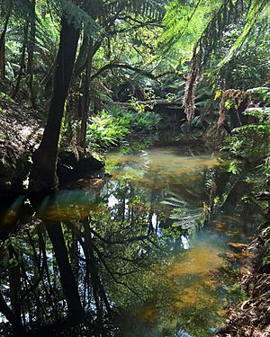 Camp Creek near end of Reservoir Drive, Wynyard, Tasmania