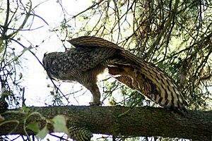 Great-horned-owl-stretching