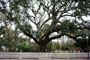 The Hammond Oak, located in the 500 block of East Charles Street: The grave of founder Peter av Hammerdal (Peter Hammond) is under this tree.