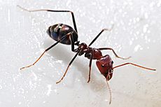 Meat eater ant feeding on honey02