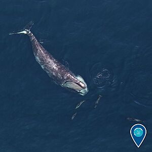 North Atlantic right whale - Earth Is Blue